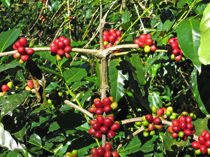 Koffie-plantage