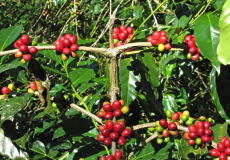 Koffie-plantage