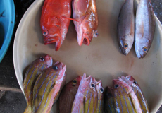 verschillende-overheerlijk-zeevis-veelal-te-vinden-in-de-visrijke-zee-rondom-lombok