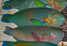 verschillende-vissen-bij-het-koraal-op-lombok