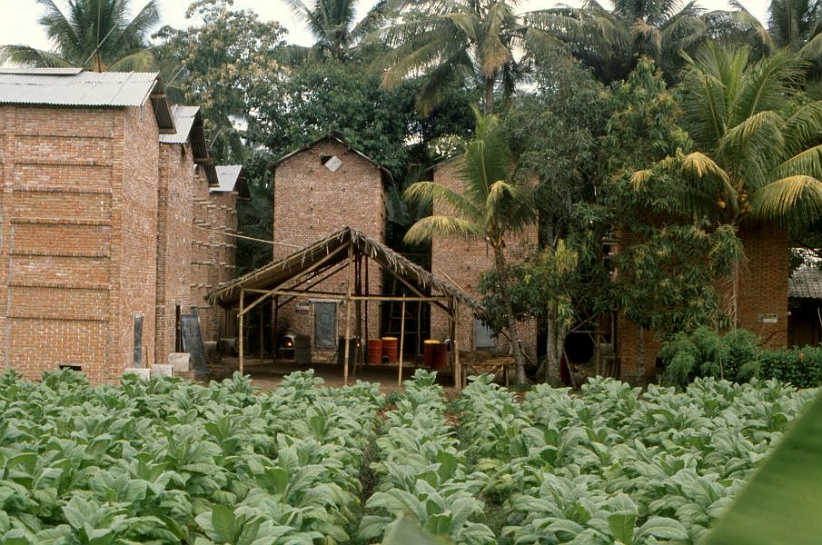 jonge tabak op een tabaksplantage in de binnen landen van Lombok
