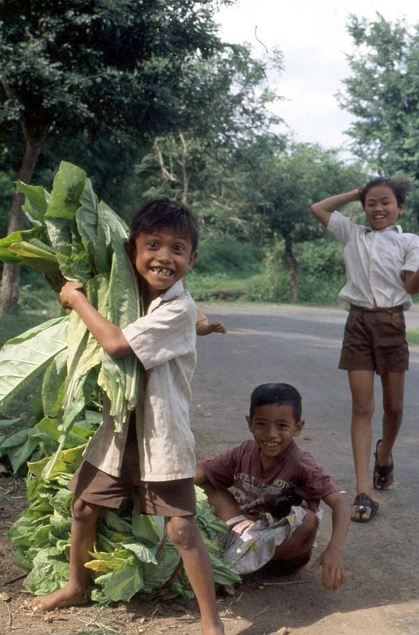 kinderen uit de kampong met vers geplukte tabaks bladeren