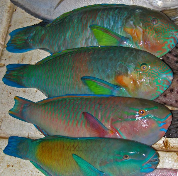 verschillende-vissen-bij-het-koraal-op-lombok
